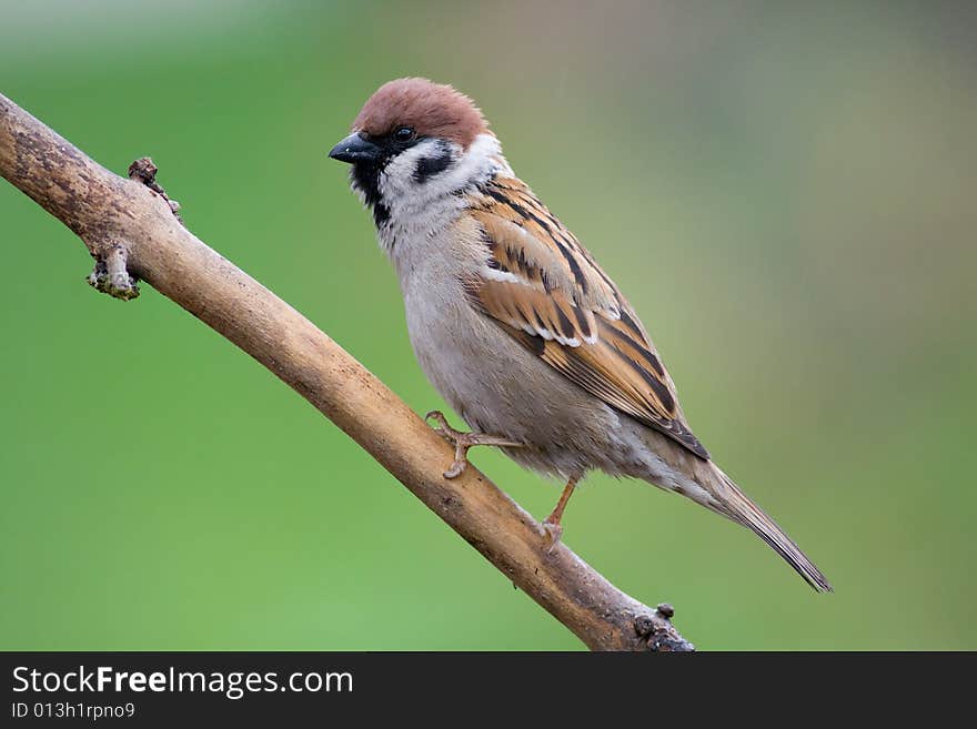 Bird - Tree Sparrow