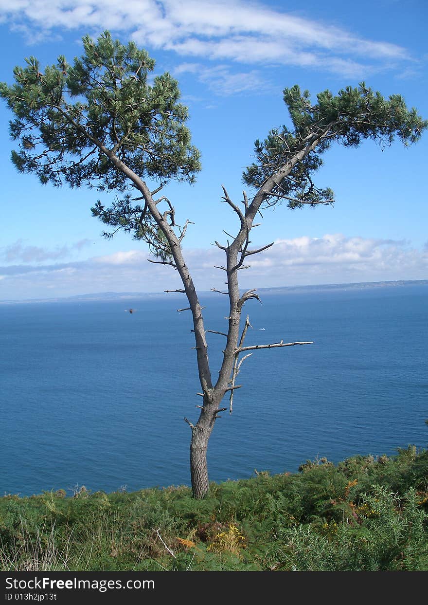 Needle-leaved tree on the seaside in Brittany. Needle-leaved tree on the seaside in Brittany