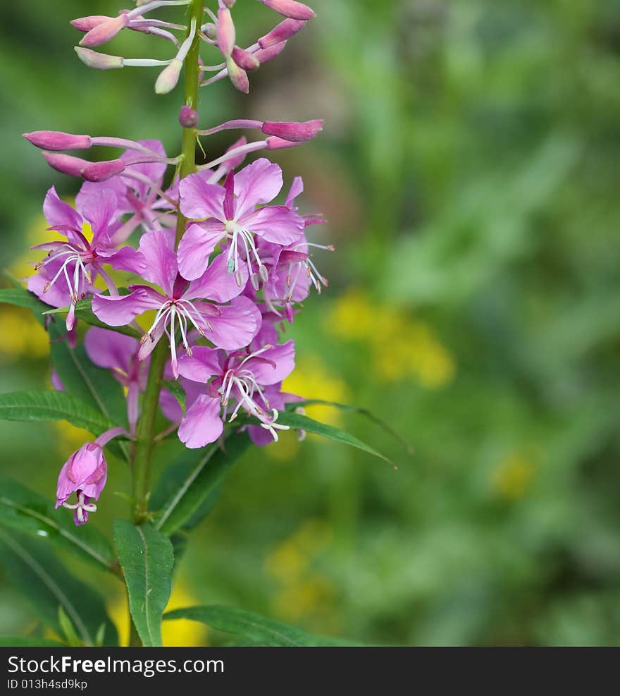 Flowers