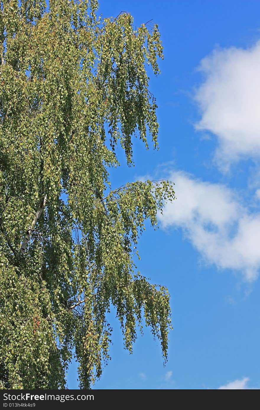 Green birch tree on a blue sky background