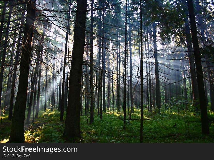 Forest near Smolensk, Russia. Sunlight trough thetrees.