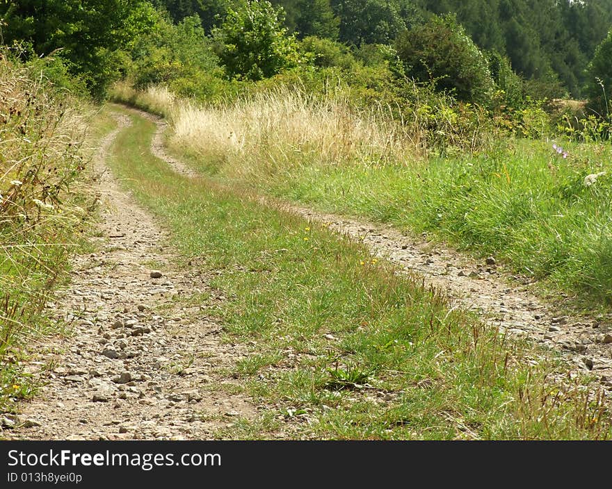 Dirty road in the forrest