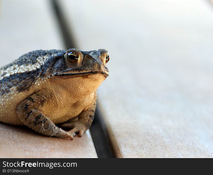 Bull Frog