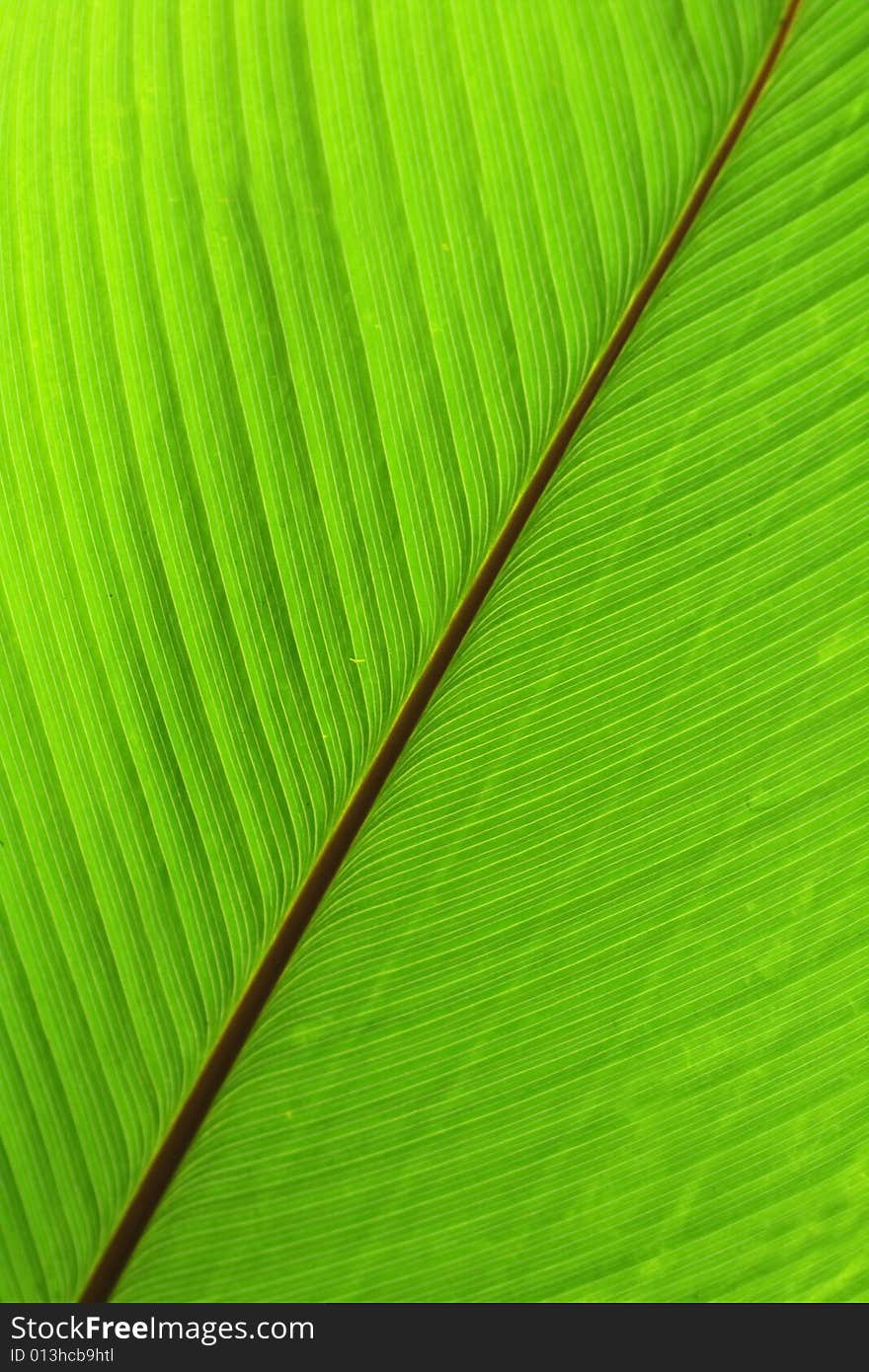 Green natural background from the palm leaf. Green natural background from the palm leaf