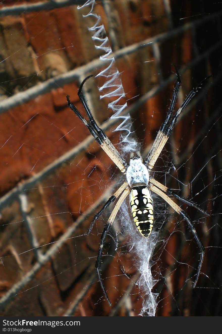 Banana Spider