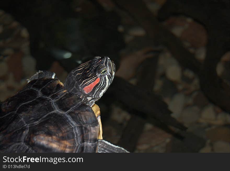 Small nice turtle in water