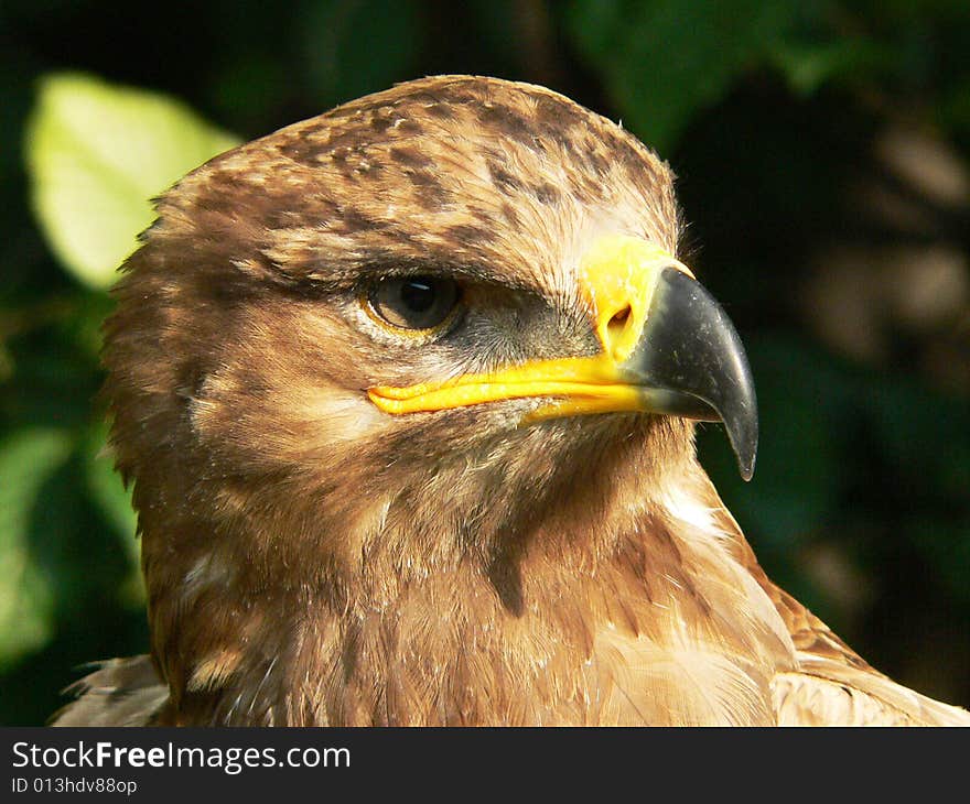 Bird of prey on dark background. Bird of prey on dark background