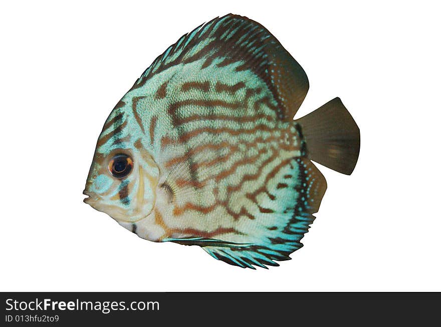 Discus Isolated Over White