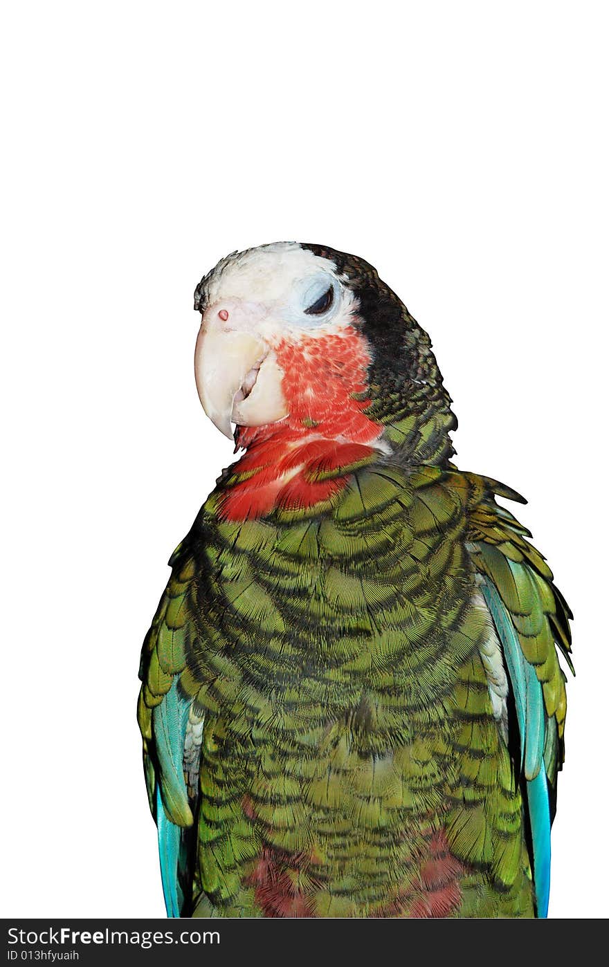 Big green and red sitting parrot