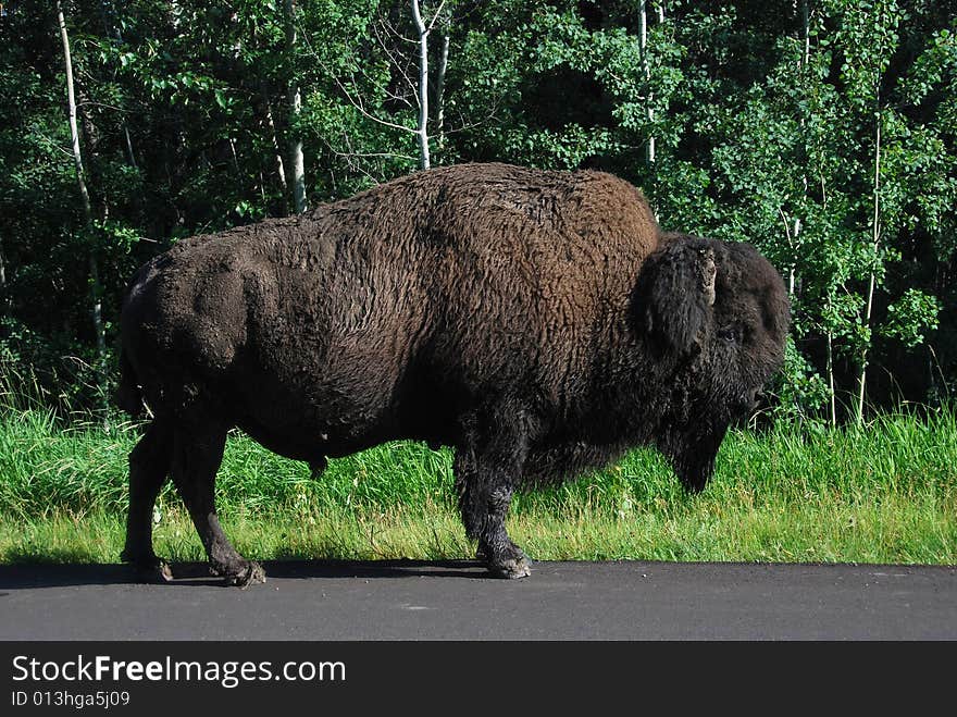 Bison