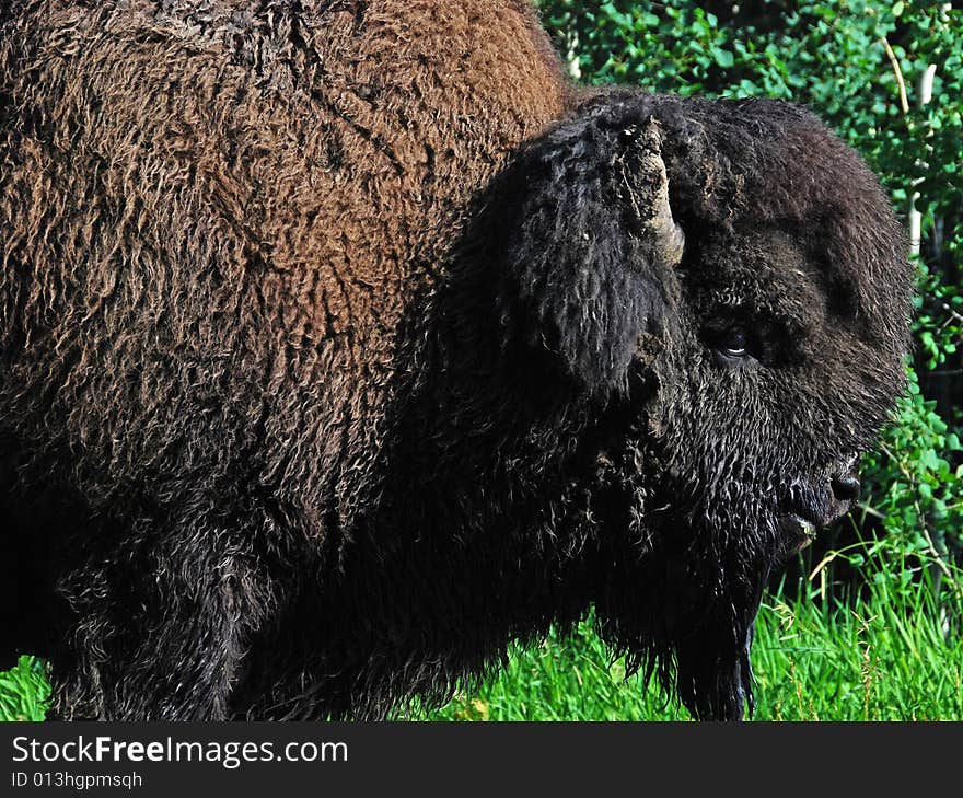 Bison herd eating grass on the meadow