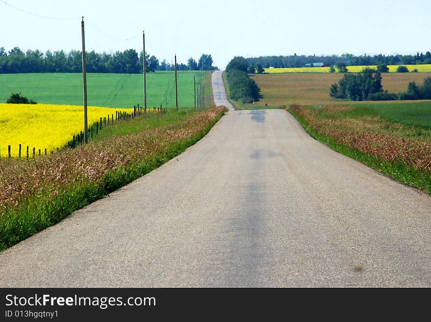 Country road with wheat, plants and grass. Country road with wheat, plants and grass