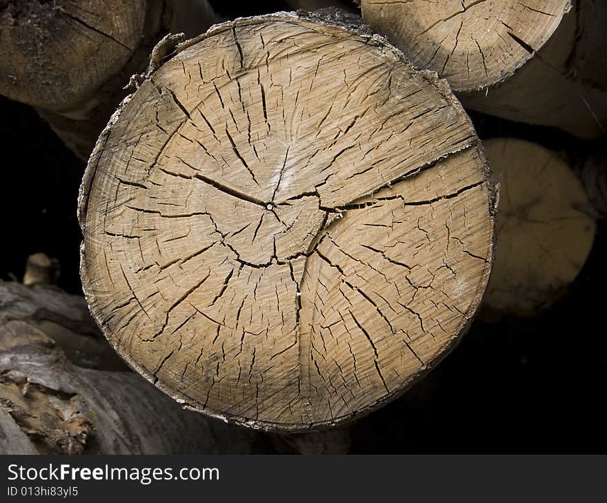 Cross section of a tree with annual rings. Cross section of a tree with annual rings