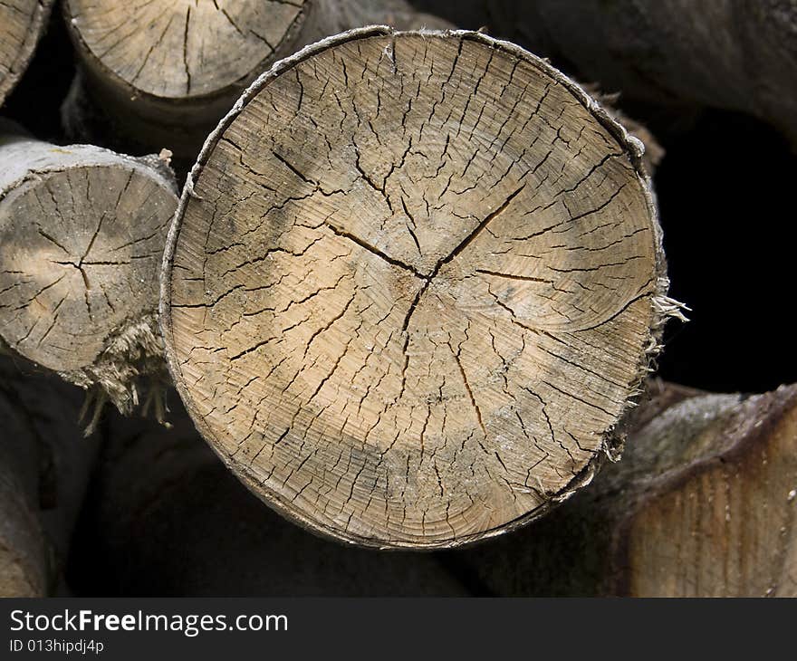 Cross section of a tree with annual rings. Cross section of a tree with annual rings