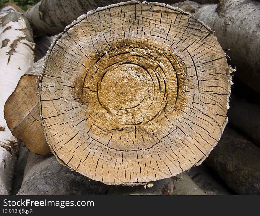 Cross section of a tree with annual rings. Cross section of a tree with annual rings