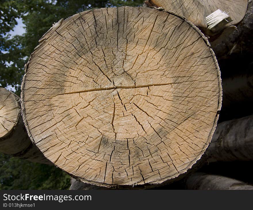 Cross section of a tree with annual rings. Cross section of a tree with annual rings