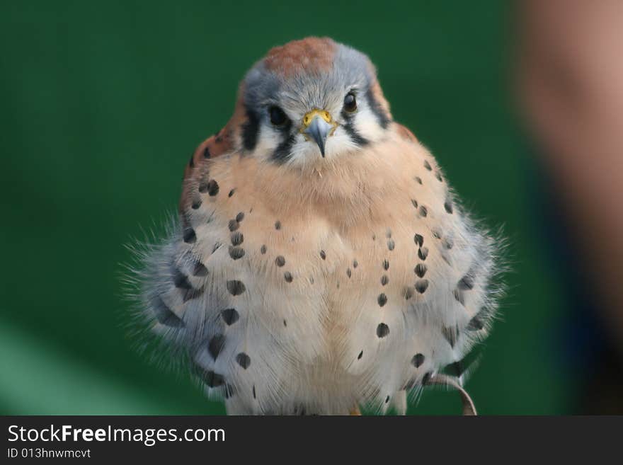 American Kestrel Apollo