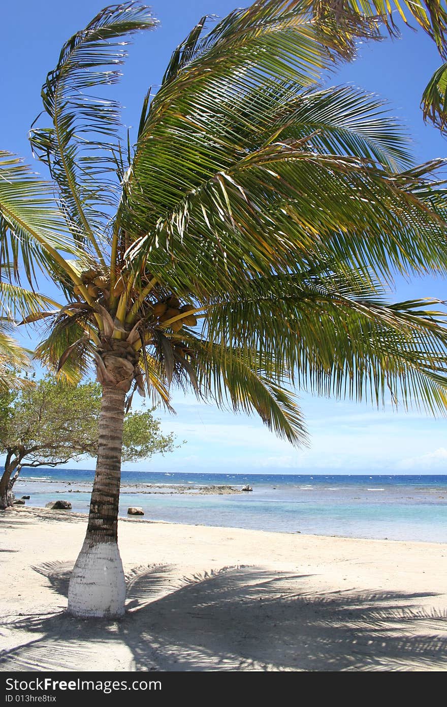 Palm Trees on a Beach in the Caribbean