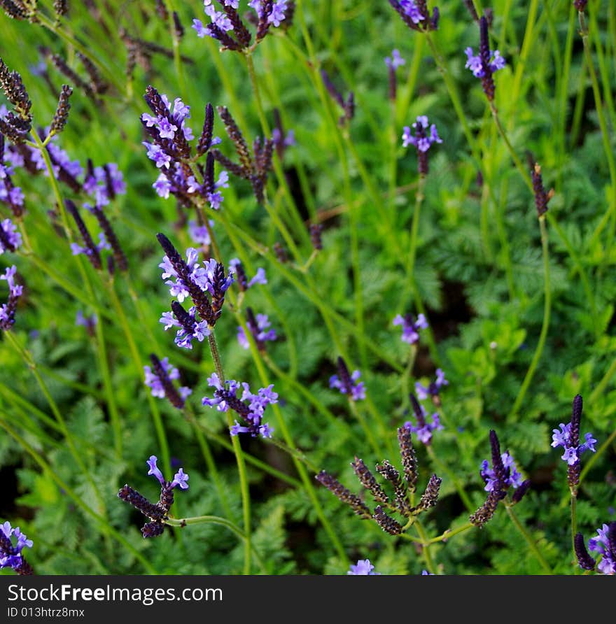 Purple Flowers with Green