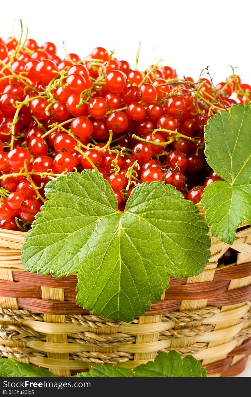 Red Currant