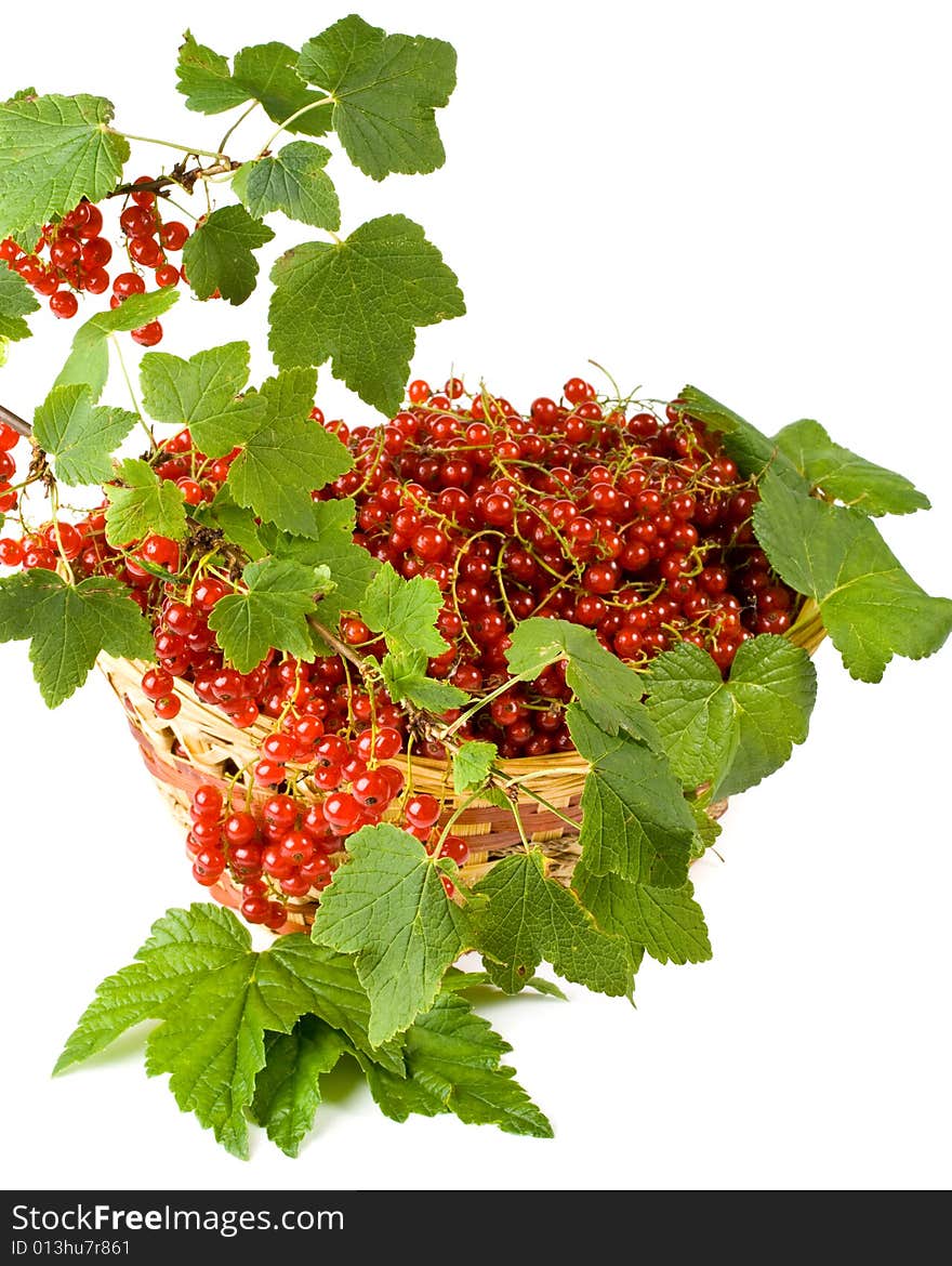 Red Currant