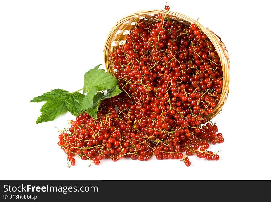 Red currant