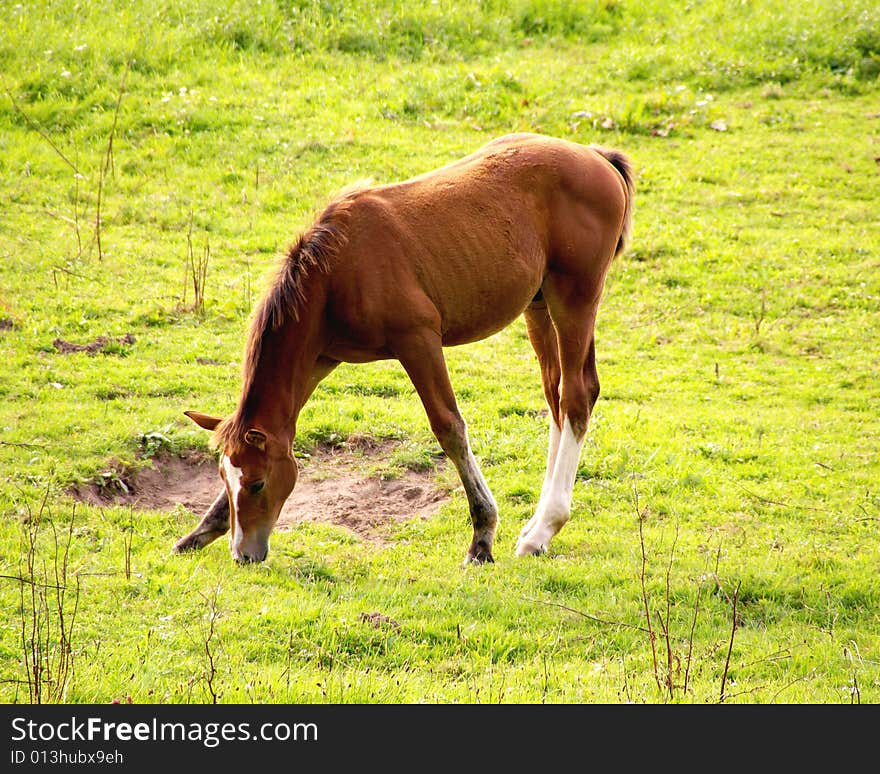 A grazing foal in a meadow. A grazing foal in a meadow