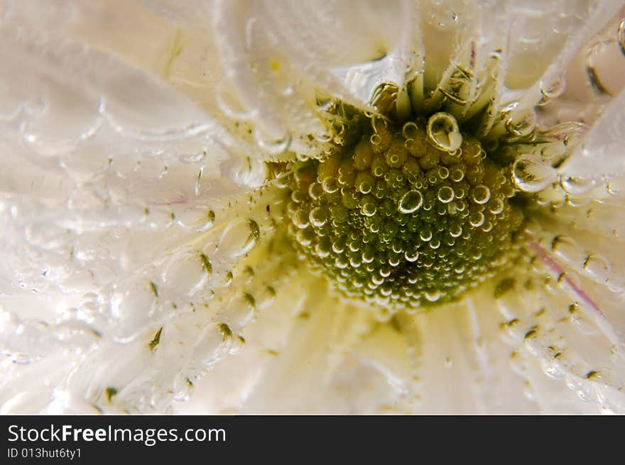 Closeup photo of a white daisy under the water