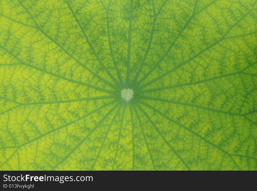 The lotus leave background with radiate venations.