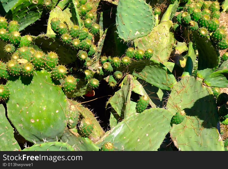 The image of the cactus. The image of the cactus