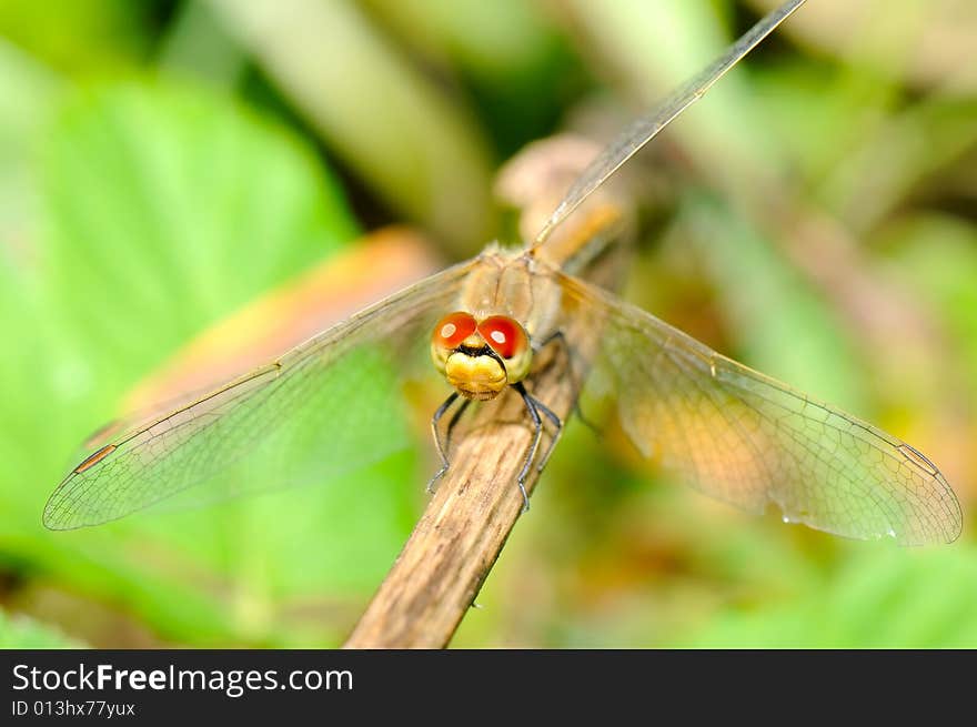 The close-up image of dragonfly. The close-up image of dragonfly