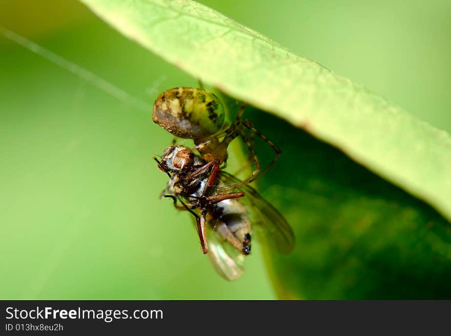 The spider eating a fly