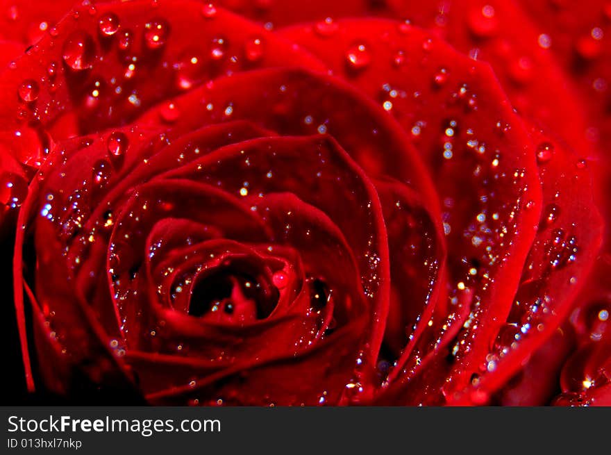 Red rose splashed with water drops