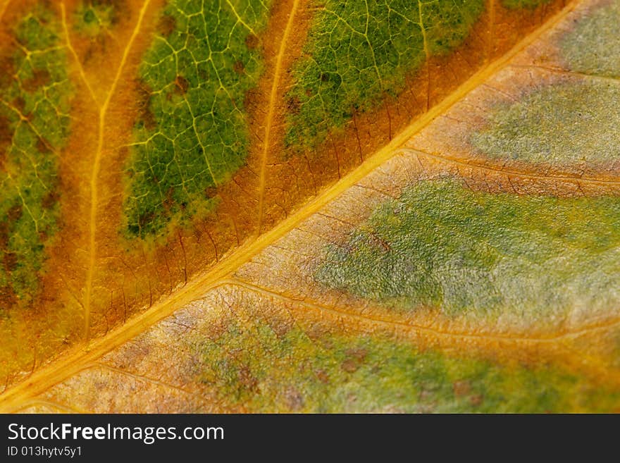 Close up of leaf texture as background. Close up of leaf texture as background.