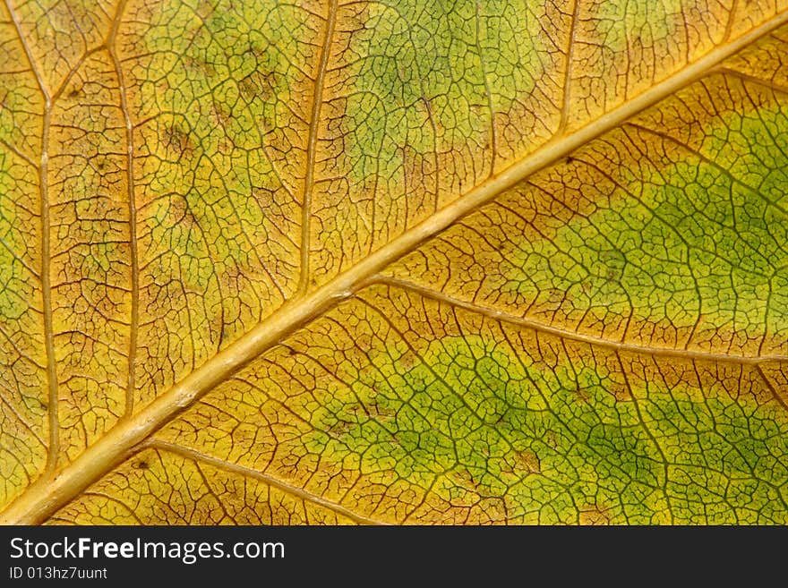 Close up of leaf texture as background. Close up of leaf texture as background.