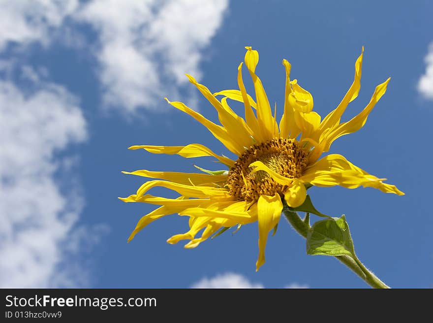 The Sunflower