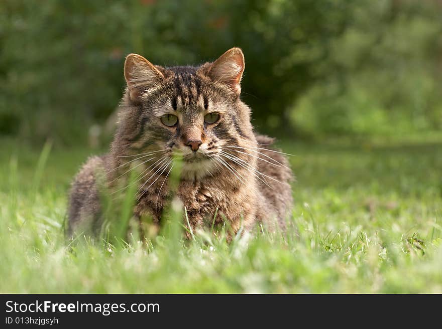 The grey cat sits in a grass