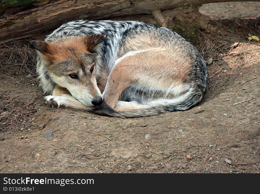 Mexican wolf