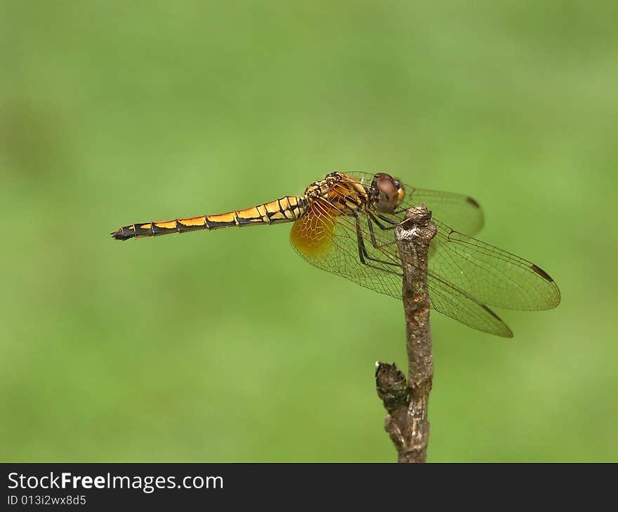 Dragon fly on green background