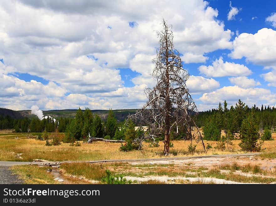 The scenery at Upper Geyser Basin in Yellowstone National Park