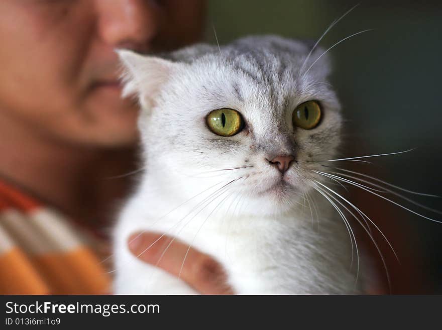 Cute cat in the hand