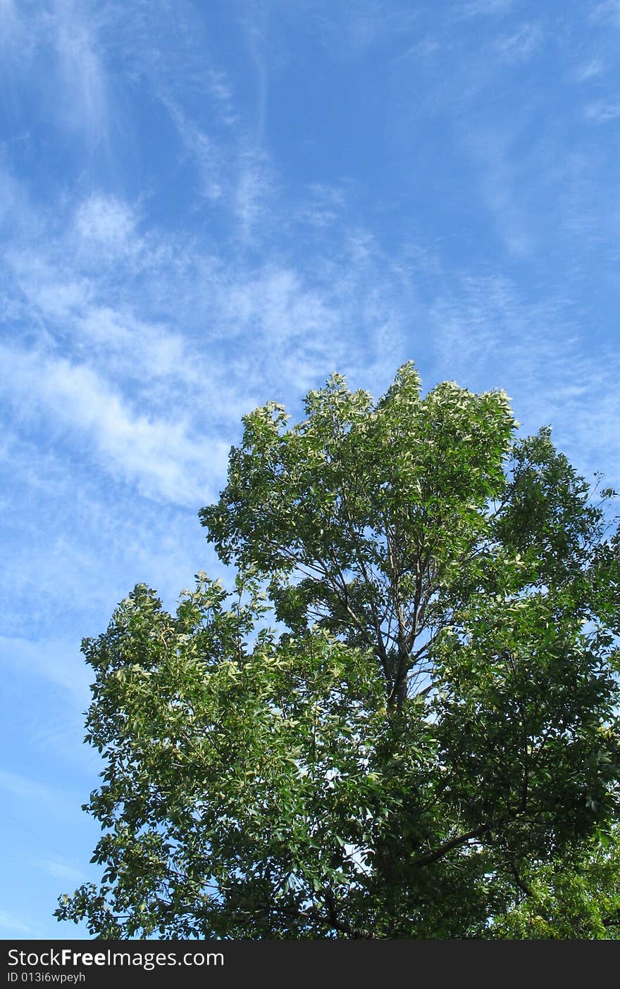 Green Tree And Blue Sky