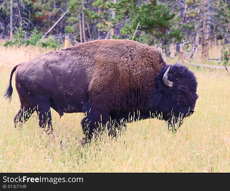 The bison in the Yellowstone National Park