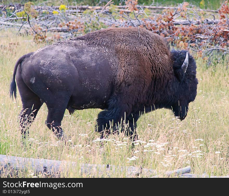 The bison in the Yellowstone