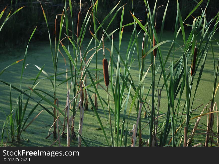 Cat tails in swamp