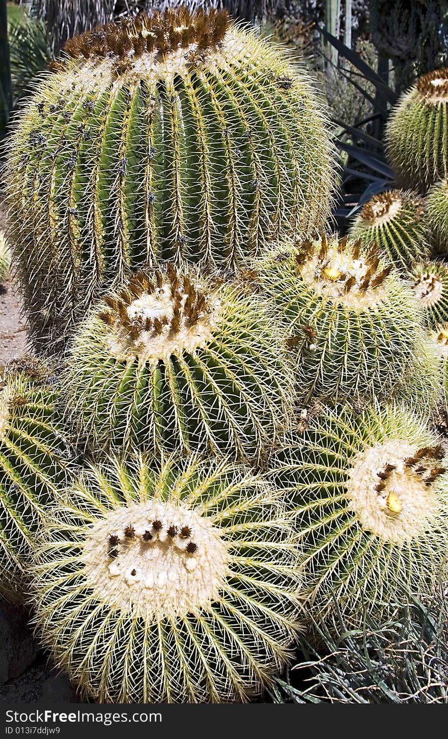 Group of Cactus