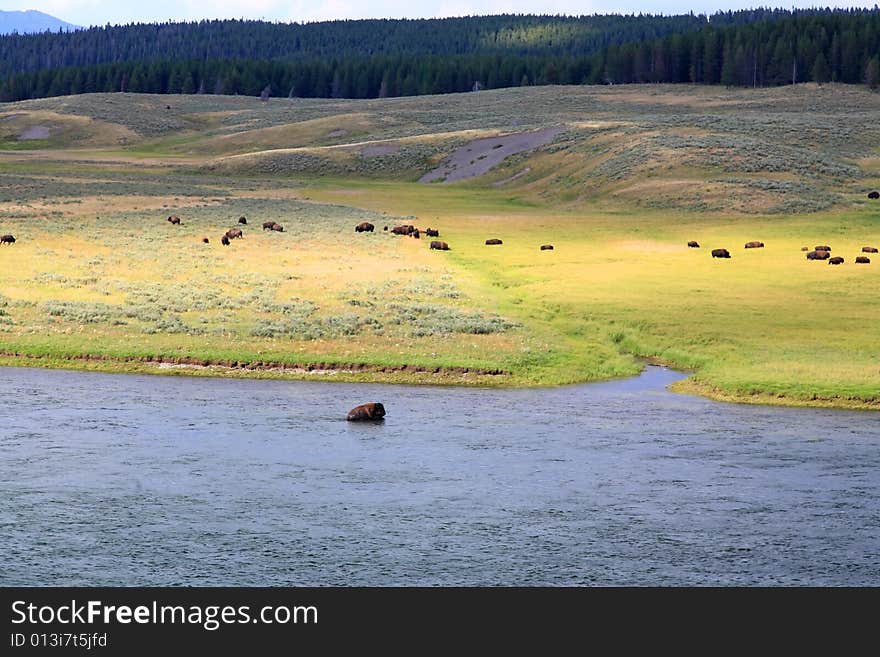 The scenery along the Yellowstone River in Yellowstone National Park