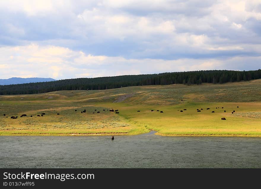 The scenery along the Yellowstone River in Yellowstone National Park