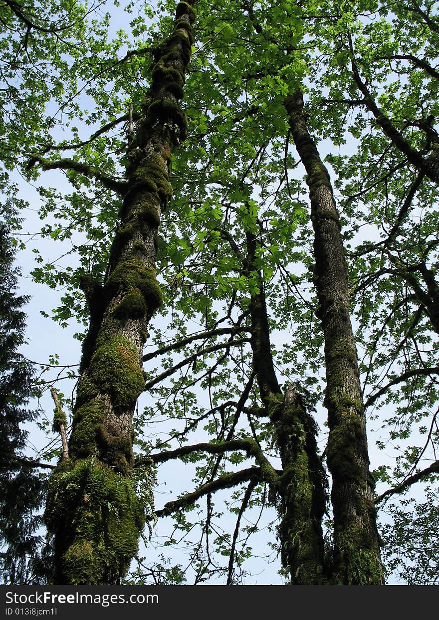 Mossy tall trees