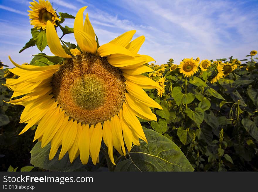 Sunflower1